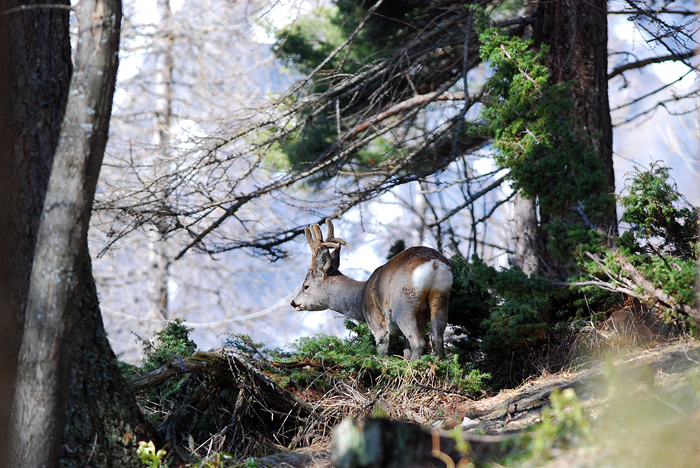 Il Capriolo